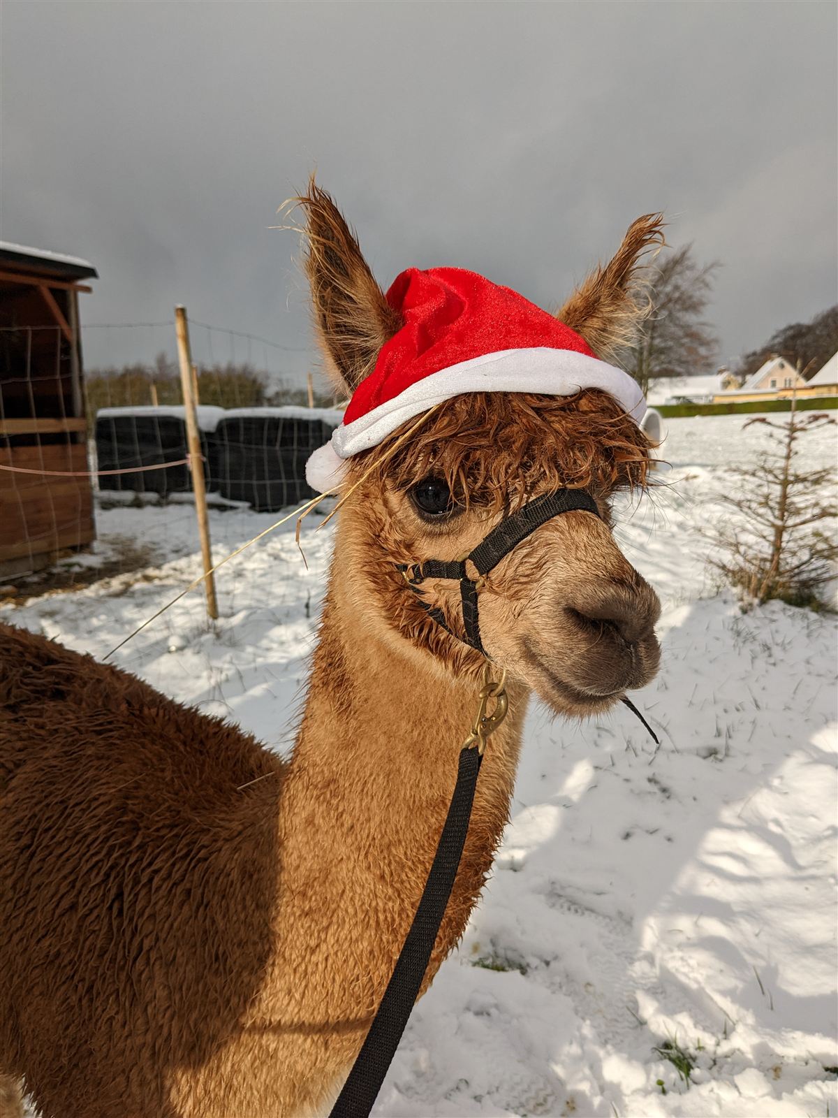 Svend Åge med nissehue